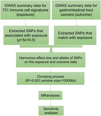 Unraveling the causal role of immune cells in gastrointestinal tract cancers: insights from a Mendelian randomization study